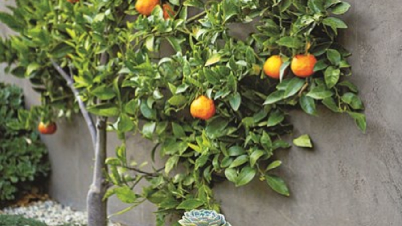 succulents-espalier