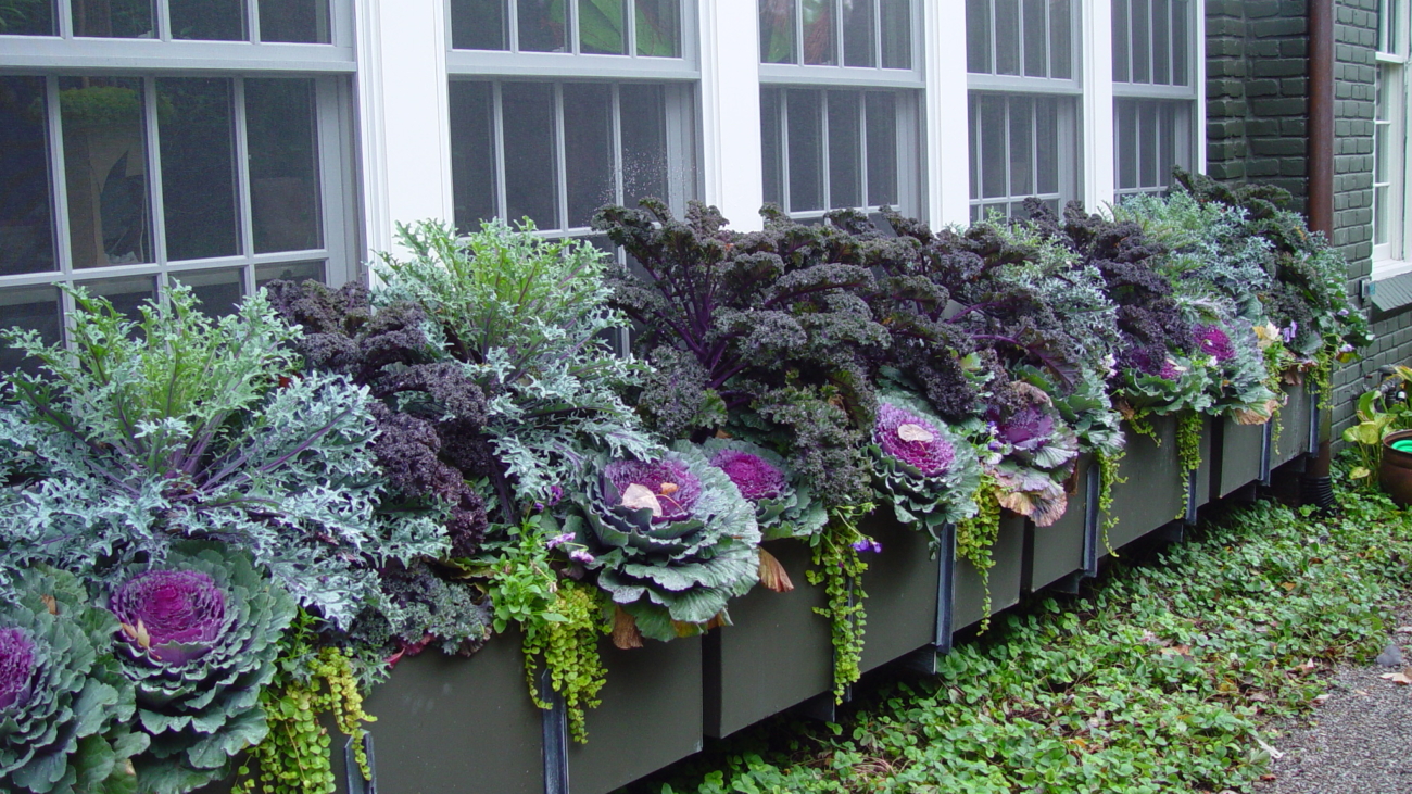 window box kale